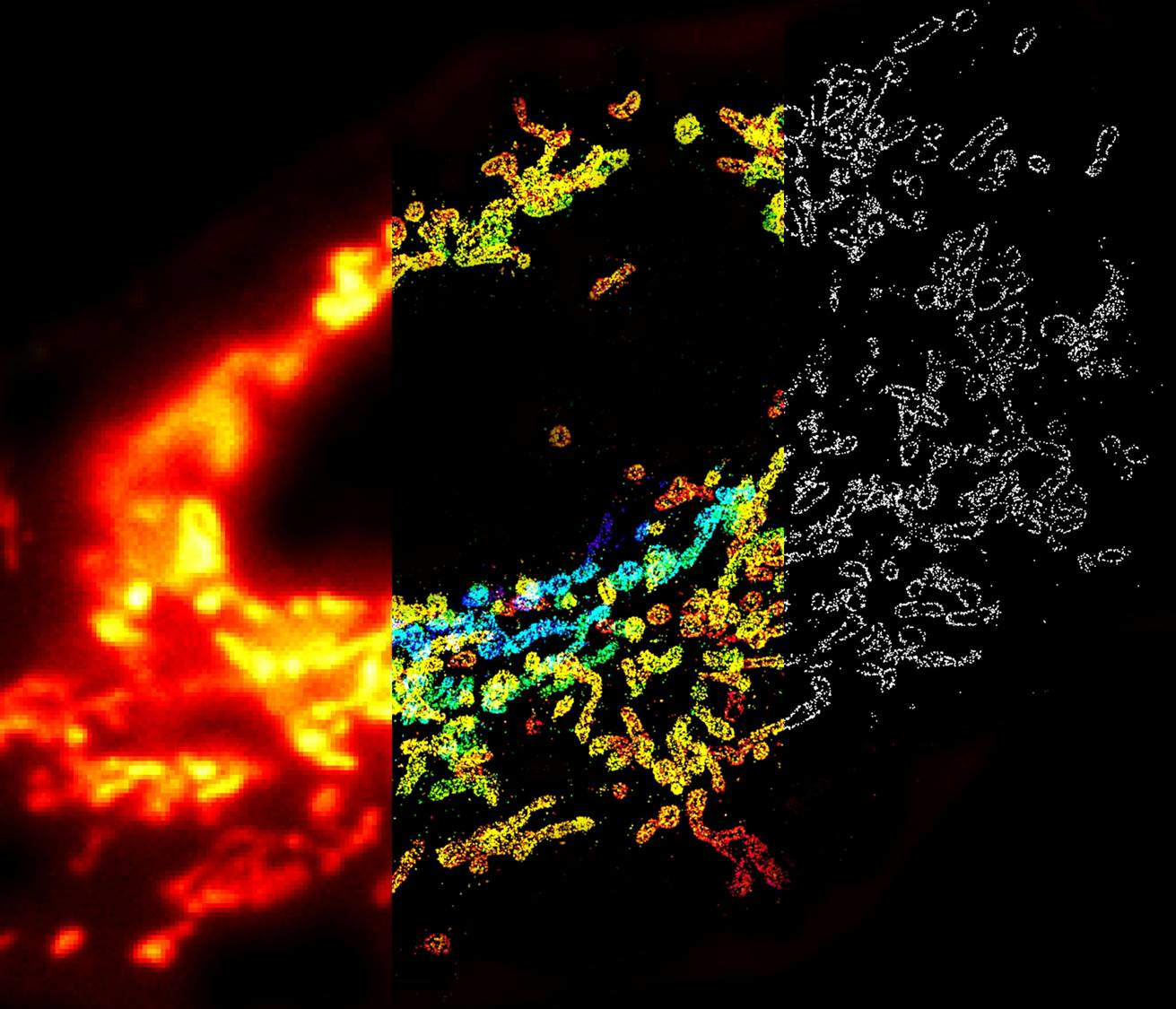 1007 Fluorescence Fig1 5d77ab80eb100