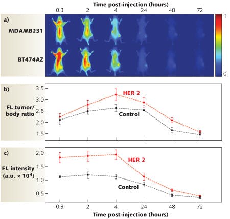 FIGURE 1. Nanocomplexes delivered in-vivo are observed with near-IR fluorescence imaging of mice for control, low HER 2 expressing tumors (top row) and HER 2 expressing tumors (bottom row). HER 2 is a type of antibody that targets breast cancer. The animals were imaged at 0.3, 2, 4, 24, 48, and 72 hours postinjection. Fluorescence intensity comparison of tumors between the HER 2 expressing tumors and control shows a 71.5% increase in signal at 4 h in HER 2 expressing over the control tumors. The dotted line is a guide to the eye.