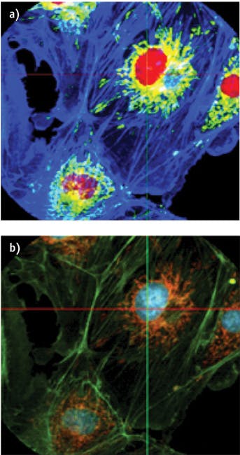 FIGURE 4. BPAE cells stained with MitoTracker Red CMXRos, Alexa Fluor 488 phalloidin and DAPI were unmixed and pseudo-colored for demonstration of unmixing capabilities (a). Imaging and unmixing was performed at 7.2 fps. To produce a panchromatic image of the same sample location (b), 48 spectral channels were obtained simultaneously and used for processing.
