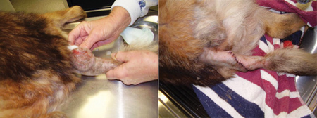 Bella, a German shepherd, had several issues resulting from neglect when found, including a continuously seeping, cystic mass at the base of her tail (top). But a surgical CO2 laser was able to remove the mass entirely without any bleeding (bottom).