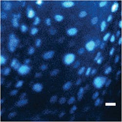 1205bownews Fig2a 1205bownews Fig2a