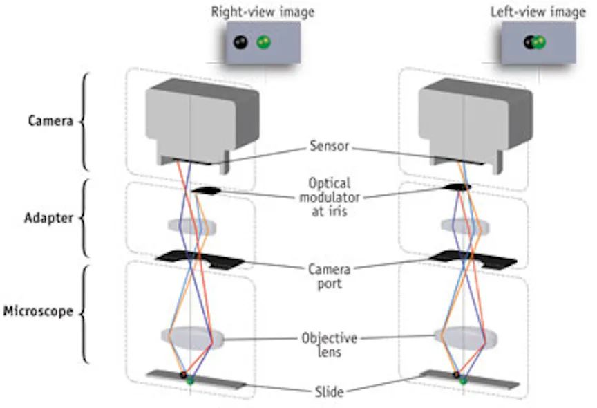 3D IMAGING/MICROSCOPY/ENDOSCOPY: Single-camera, 3D microscopy promises ...