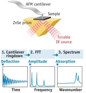 FIGURE 1. AFM-IR uses a pulsed, tunable IR source to illuminate the specimen. As the sample absorbs radiation, rapid thermal expansion excites resonant oscillations&mdash;which decay in a characteristic ringdown&mdash;in the cantilever. The ringdown can be analyzed via Fourier techniques to extract amplitudes and frequencies. Measuring the amplitudes as a function of the source wavelength creates local absorption spectra; the oscillation frequencies of the ringdown are related to the mechanical stiffness of the sample.