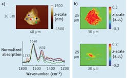 FIGURE 2. Point-and-click spectral acquisition over a large area of stratum corneum (a). The dashed area is shown again in Figure 3, but zoomed in. IR images at 1650 and 1732 cm-1 show the distribution of proteins vs. lipids (b). FIGURE 2. Point-and-click spectral acquisition over a large area of stratum corneum (a). The dashed area is shown again in Figure 3, but zoomed in. IR images at 1650 and 1732 cm-1 show the distribution of proteins vs. lipids (b).