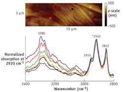 FIGURE 3. In an enlarged view of the area surrounded by dashed lines in Figure 2, high wavenumber spectra show variations near the lipid-rich area (spectra normalized to 2920 cm-1). FIGURE 3. In an enlarged view of the area surrounded by dashed lines in Figure 2, high wavenumber spectra show variations near the lipid-rich area (spectra normalized to 2920 cm-1).