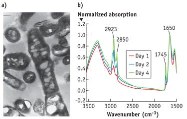 FIGURE 4. Triglyceride vesicles in bacteria are depicted in a TEM image (a; data courtesy of Packter et al., Arch Microbiol., 164, 420&ndash;427 [1995]) and in bulk FTIR data (b; data courtesy of Dazzi et al., private communication).