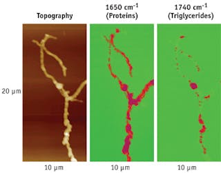 FIGURE 5. Both AFM (a) and AFM-IR (b, c) images show that the topography of the cell is readily linked to the chemical composition of the energy storage sacks in Streptomyces bacteria. At 1650 cm-1 (b), the proteinaceous materials are highlighted for most of the cell. With the IR laser tuned to 1740 cm-1 (c), only certain locations light up, showing infrared absorption related to triglyceride energy.