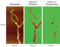 FIGURE 5. Both AFM (a) and AFM-IR (b, c) images show that the topography of the cell is readily linked to the chemical composition of the energy storage sacks in Streptomyces bacteria. At 1650 cm-1 (b), the proteinaceous materials are highlighted for most of the cell. With the IR laser tuned to 1740 cm-1 (c), only certain locations light up, showing infrared absorption related to triglyceride energy. FIGURE 5. Both AFM (a) and AFM-IR (b, c) images show that the topography of the cell is readily linked to the chemical composition of the energy storage sacks in Streptomyces bacteria. At 1650 cm-1 (b), the proteinaceous materials are highlighted for most of the cell. With the IR laser tuned to 1740 cm-1 (c), only certain locations light up, showing infrared absorption related to triglyceride energy.