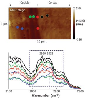 FIGURE 6. Relative intensity of C-H stretch changes in a cross-section of hair (cuticle-cortex region), and this AFM image shows that the relative band ratio changes depend on the location where the AFM-IR spectrum is taken (a). For instance, the blue spectra/marks would have a stronger 2923 cm-1 absorption relative to 2959 cm-1. The red spectra/marker shows a stronger 2959 cm-1 than the 2923 cm-1 band (b).