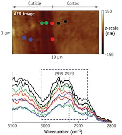 FIGURE 6. Relative intensity of C-H stretch changes in a cross-section of hair (cuticle-cortex region), and this AFM image shows that the relative band ratio changes depend on the location where the AFM-IR spectrum is taken (a). For instance, the blue spectra/marks would have a stronger 2923 cm-1 absorption relative to 2959 cm-1. The red spectra/marker shows a stronger 2959 cm-1 than the 2923 cm-1 band (b). FIGURE 6. Relative intensity of C-H stretch changes in a cross-section of hair (cuticle-cortex region), and this AFM image shows that the relative band ratio changes depend on the location where the AFM-IR spectrum is taken (a). For instance, the blue spectra/marks would have a stronger 2923 cm-1 absorption relative to 2959 cm-1. The red spectra/marker shows a stronger 2959 cm-1 than the 2923 cm-1 band (b).