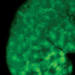 1207bowbreak Fig4 1207bowbreak Fig4