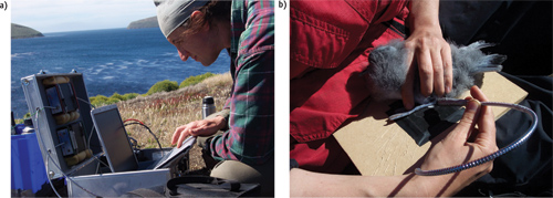 FIGURE 2. Avantes' AvaSpec-2048 spectrometer enabled a portable setup (a) to take directly to colonies of thin-billed prions, a species of seabird, to determine their maturity level by their feather color and ornamental appearance (b).