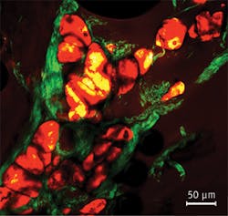 1207bowsmithf2 1207bowsmithf2