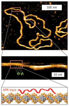 GENOMICS/ATOMIC FORCE MICROSCOPY: AFM collaboration produces first in ...