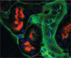 1211bow Lang Fig1 1211bow Lang Fig1