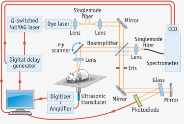 In this experimental system for free-space optical coherence photoacoustic microscopy (OC-PAM), a dye laser provides the photons for both imaging modes.