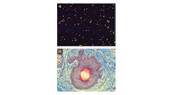 FIGURE 1. (a) Fluorescent microspheres ranging in size from 3 to 5 &mu;m were imaged using a Mitutoyo plan apochromat infinity-corrected long working distance 5X objective, and (b) a dermal skin cell with a trichrome stain was imaged with a 20X version of the same objective.