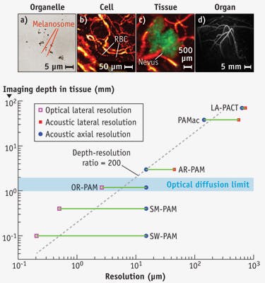 FIGURE 2. Multiscale PAT of organelles, cells, tissues, and organs in-vivo: (a) Subwavelength PAM highlights melanosomes in the ear of a black mouse; (b) OR-PAM shows individual red blood cells traveling along a capillary in a mouse ear; (c) AR-PAM depicts a nevus on a human forearm; and (d) PACT images a human breast. Imaging depth varies with spatial resolution (graph).