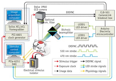 MULTISPECTRAL IMAGING/NEUROSCIENCE: Multispectral system enables