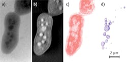 FIGURE 1. (a) A laboratory-based cryogenic soft x-ray radiograph shows a S. cerevisiae yeast cell at a 2° tilt; (b) The central slice of the corresponding tomographic reconstruction from a full 120° tilt series corresponds to a total dose of 7.2 MGy of absorbed radiation; (c and d) In the depiction of the 3D segmented volume of the cell membrane (c) and internal organelles (b), the smallest detectable structure is approximately 90 nm in diameter. FIGURE 1. (a) A laboratory-based cryogenic soft x-ray radiograph shows a S. cerevisiae yeast cell at a 2° tilt; (b) The central slice of the corresponding tomographic reconstruction from a full 120° tilt series corresponds to a total dose of 7.2 MGy of absorbed radiation; (c and d) In the depiction of the 3D segmented volume of the cell membrane (c) and internal organelles (b), the smallest detectable structure is approximately 90 nm in diameter.