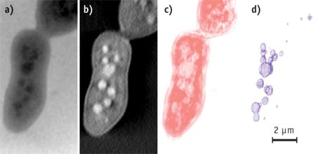FIGURE 1. (a) A laboratory-based cryogenic soft x-ray radiograph shows a S. cerevisiae yeast cell at a 2&deg; tilt; (b) The central slice of the corresponding tomographic reconstruction from a full 120&deg; tilt series corresponds to a total dose of 7.2 MGy of absorbed radiation; (c and d) In the depiction of the 3D segmented volume of the cell membrane (c) and internal organelles (b), the smallest detectable structure is approximately 90 nm in diameter.