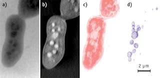 FIGURE 1. (a) A laboratory-based cryogenic soft x-ray radiograph shows a S. cerevisiae yeast cell at a 2&deg; tilt; (b) The central slice of the corresponding tomographic reconstruction from a full 120&deg; tilt series corresponds to a total dose of 7.2 MGy of absorbed radiation; (c and d) In the depiction of the 3D segmented volume of the cell membrane (c) and internal organelles (b), the smallest detectable structure is approximately 90 nm in diameter.