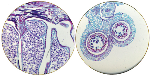 Images of a lily's anther (top) and a pinecone (right) at 100x magnification captured with the LegoScope.