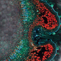 1305bowkuschel Fig1 1305bowkuschel Fig1