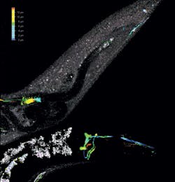 1305bowkuschel Fig3 1305bowkuschel Fig3