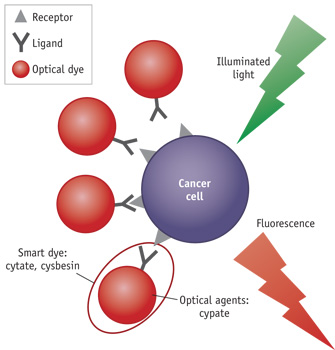 CANCER DETECTION/FLUORESCENCE IMAGING: 'Smart Beacons' Target Cancer ...