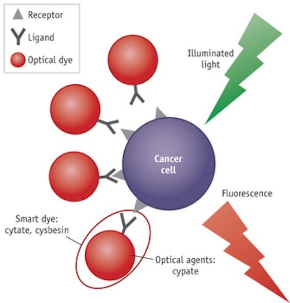 FIGURE 1. Smart dye makes cancer cells glow by conjugating to a probing ligand such as an antibody, aptamer, or peptide.