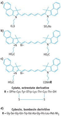 FIGURE 2. While (a) indocyanine green (ICG) has no specific mechanism of action for localizing in tumors, (b) the carboxylic group in cypate's molecular structure makes it reactive. The peptide-dye conjugates (c) cytate and (d) cybesin are cypate derivatives. FIGURE 2. While (a) indocyanine green (ICG) has no specific mechanism of action for localizing in tumors, (b) the carboxylic group in cypate's molecular structure makes it reactive. The peptide-dye conjugates (c) cytate and (d) cybesin are cypate derivatives.