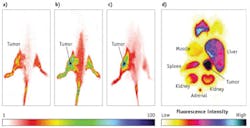 FIGURE 5. Time sequence fluorescence imaging shows cytate (cypate-octreotate) distribution in CA20948 tumor-bearing rat at (a) 1 minute, (b) 45 minutes, and (c) 27 hours post-injection of the optical probe. (d) Ex vivo fluorescence imaging of representative major organs shows fluorescence intensity of organ parts. FIGURE 5. Time sequence fluorescence imaging shows cytate (cypate-octreotate) distribution in CA20948 tumor-bearing rat at (a) 1 minute, (b) 45 minutes, and (c) 27 hours post-injection of the optical probe. (d) Ex vivo fluorescence imaging of representative major organs shows fluorescence intensity of organ parts.