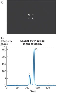 FIGURE 6. NIR imaging demonstrates the efficacy of cytate as a smart beacon to detect human prostate cancer: (a) a cancerous and normal prostate tissue sample enhanced by cytate; and (b) the digital spatial cross-section intensity distribution of the image shown of (a) at a row crossing the areas of the stained cancer (C) and normal (N) tissues. FIGURE 6. NIR imaging demonstrates the efficacy of cytate as a smart beacon to detect human prostate cancer: (a) a cancerous and normal prostate tissue sample enhanced by cytate; and (b) the digital spatial cross-section intensity distribution of the image shown of (a) at a row crossing the areas of the stained cancer (C) and normal (N) tissues.