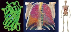 FIGURE 2. Using any 3D data file, accurate and to-scale 3D holographic models can span the gamut from green fluorescent protein to human organs to a full anatomical model of the human body.