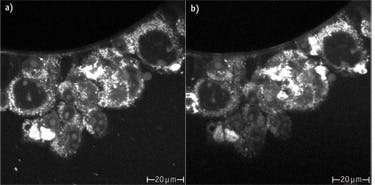 In these Chinese hamster ovary (CHO) cells, an image (a) taken at 300 MHz with the relatively small and inexpensive Femtolasers Integral Core is comparable to an image (b) taken with a more expensive, traditional 80 MHz laser. In some regions, the Core shows even higher contrast.