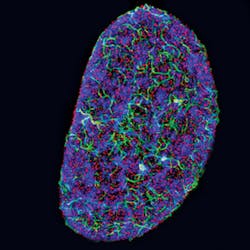 1311reiss Fig1 1311reiss Fig1