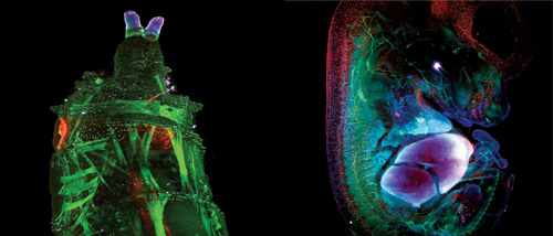 1401bowimam Frontis A