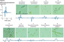 The biosensor generates a different signal for each type of algae. The biosensor generates a different signal for each type of algae.