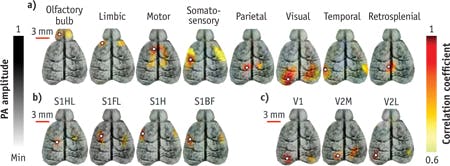 Functional connectivity maps in a mouse brain acquired noninvasively by fcPAT depict correlation of the eight main functional regions (a), the four subregions of the somatosensory cortex (b), and the three subregions of the visual cortex (c). The white circles indicate seed regions: S1HL, primary somatosensory cortex &ndash; hindlimb region; S1FL, primary somatosensory &ndash; forelimb region; S1H, primary somatosensory &ndash; head region; S1BF, primary somatosensory &ndash; barrel field; V1, primary visual cortex; V2M, secondary visual cortex &ndash; medial region; and V2L, secondary visual cortex &ndash; lateral region.