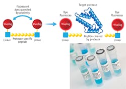 FIGURE 4. Activatable imaging agents (fluorochromes), attached to a backbone via specific linker peptides, quench each other when held in close proximity. Upon excitation, specific proteases trigger proteolytic cleavage of the linker peptides, and the liberated fluorochromes emit light, highlighting tumor-specific protease activity. A single enzyme cleaving multiple fluorescence agents can achieve several hundred-fold signal amplification. FIGURE 4. Activatable imaging agents (fluorochromes), attached to a backbone via specific linker peptides, quench each other when held in close proximity. Upon excitation, specific proteases trigger proteolytic cleavage of the linker peptides, and the liberated fluorochromes emit light, highlighting tumor-specific protease activity. A single enzyme cleaving multiple fluorescence agents can achieve several hundred-fold signal amplification.