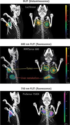 FIGURE 5. Three reporters enable visualization of different structures in a single mouse: Firefly luciferase, MMPsense 680, and Prosense750EX highlight orthotopic 4T1 tumors; MicroCT is the anatomical reference. FIGURE 5. Three reporters enable visualization of different structures in a single mouse: Firefly luciferase, MMPsense 680, and Prosense750EX highlight orthotopic 4T1 tumors; MicroCT is the anatomical reference.