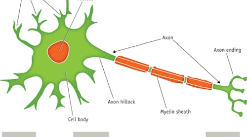 FIGURE 1. A typical neuron, with extensions to the cell body, is shown in its presynaptic state. The region where an axon terminal/ending communicates with its postsynaptic target cell is known as a synapse.