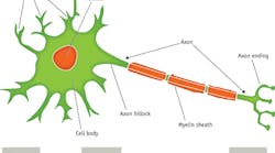 FIGURE 1. A typical neuron, with extensions to the cell body, is shown in its presynaptic state. The region where an axon terminal/ending communicates with its postsynaptic target cell is known as a synapse.