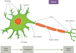 FIGURE 1. A typical neuron, with extensions to the cell body, is shown in its presynaptic state. The region where an axon terminal/ending communicates with its postsynaptic target cell is known as a synapse. FIGURE 1. A typical neuron, with extensions to the cell body, is shown in its presynaptic state. The region where an axon terminal/ending communicates with its postsynaptic target cell is known as a synapse.