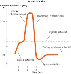 FIGURE 2. A typical action potential has nine distinct phases: (1) First is the resting membrane potential. When a (2) depolarizing stimulus is triggered, (3) the membrane depolarizes to the threshold and voltage-gated Na+ channels open to let Na+ enter the cell. (4) Rapid Na+ entry depolarizes the cell, then the (5) Na+ channels close, and slower K+ channels open. (6) K+ moves from cell to extracellular fluid while (7) K+ channels remain open and additional K+ leaves cell, hyperpolarizing it. Finally, (8) voltage-gated K+ channels close so that less K+ leaks out of the cell, and (9) the cell returns to resting ion permeability and membrane potential. FIGURE 2. A typical action potential has nine distinct phases: (1) First is the resting membrane potential. When a (2) depolarizing stimulus is triggered, (3) the membrane depolarizes to the threshold and voltage-gated Na+ channels open to let Na+ enter the cell. (4) Rapid Na+ entry depolarizes the cell, then the (5) Na+ channels close, and slower K+ channels open. (6) K+ moves from cell to extracellular fluid while (7) K+ channels remain open and additional K+ leaves cell, hyperpolarizing it. Finally, (8) voltage-gated K+ channels close so that less K+ leaks out of the cell, and (9) the cell returns to resting ion permeability and membrane potential.