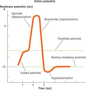 FIGURE 2. A typical action potential has nine distinct phases: (1) First is the resting membrane potential. When a (2) depolarizing stimulus is triggered, (3) the membrane depolarizes to the threshold and voltage-gated Na+ channels open to let Na+ enter the cell. (4) Rapid Na+ entry depolarizes the cell, then the (5) Na+ channels close, and slower K+ channels open. (6) K+ moves from cell to extracellular fluid while (7) K+ channels remain open and additional K+ leaves cell, hyperpolarizing it. Finally, (8) voltage-gated K+ channels close so that less K+ leaks out of the cell, and (9) the cell returns to resting ion permeability and membrane potential.
