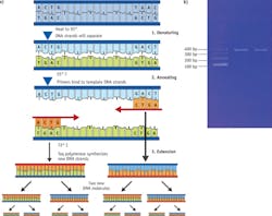 FIGURE 4. DNA amplification and detection with qPCR (a), and the result of amplification of C. coli DH5a bacteria DNA with Anitoa's qPCR instrument (b). FIGURE 4. DNA amplification and detection with qPCR (a), and the result of amplification of C. coli DH5a bacteria DNA with Anitoa's qPCR instrument (b).