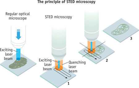 FLUORESCENCE MICROSCOPY: Nobel Prize Honors Super-resolution Microscopy ...