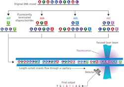 FIGURE 1. The original Sanger sequencing method was based on terminated polymerizations and labeling with radioactive nucleotides followed by length separation using electrophoresis on gel plates. It was modified to use fluorescent nucleotides, capillary electrophoresis separation, and laser detection, enabling first-generation automation. FIGURE 1. The original Sanger sequencing method was based on terminated polymerizations and labeling with radioactive nucleotides followed by length separation using electrophoresis on gel plates. It was modified to use fluorescent nucleotides, capillary electrophoresis separation, and laser detection, enabling first-generation automation.